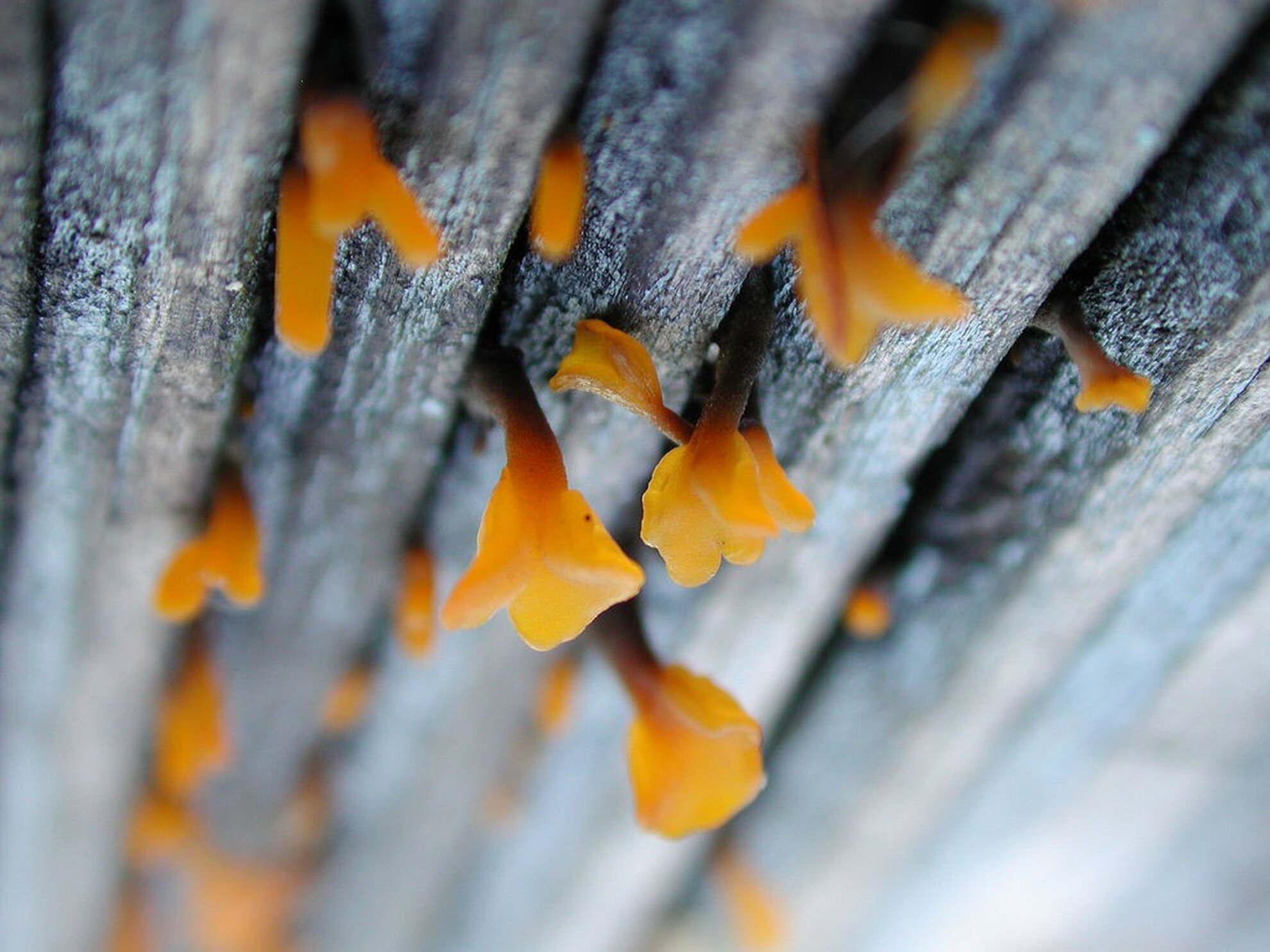 Close-up of orange bracket fungi on weathered wood