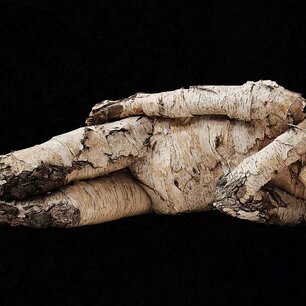 Twisted root arranged to resemble a curled human figure